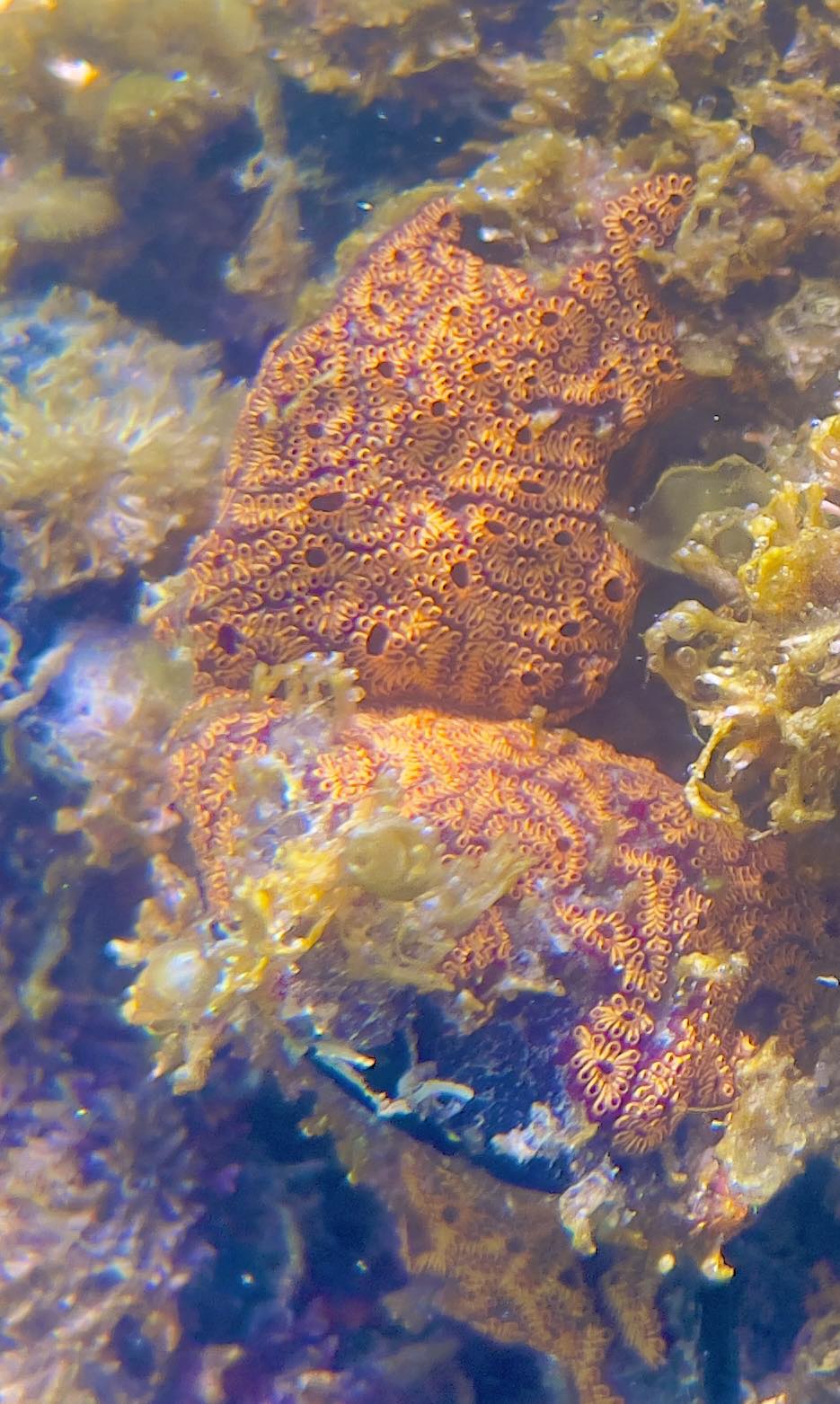 Il  Botryllus schlosseri, unascidia coloniale
